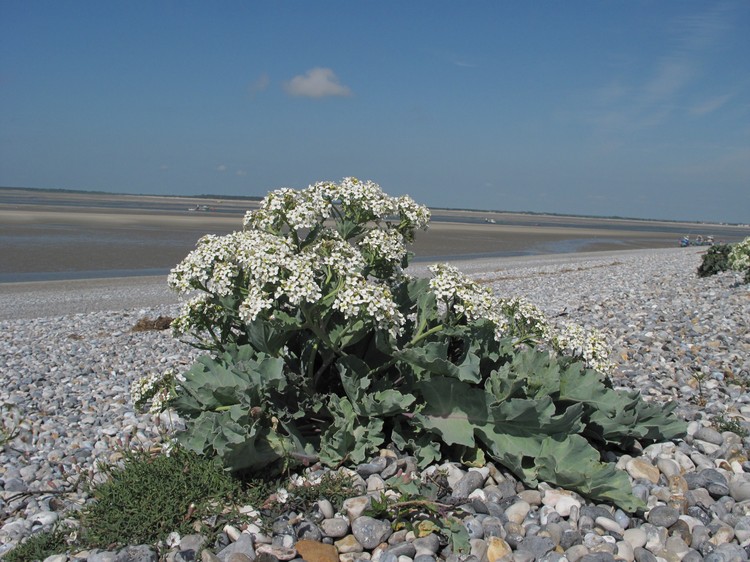 Crambe maritima